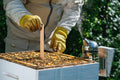 Hybrid Bee Nuc