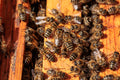 Italian Hybrid Bee Nuc