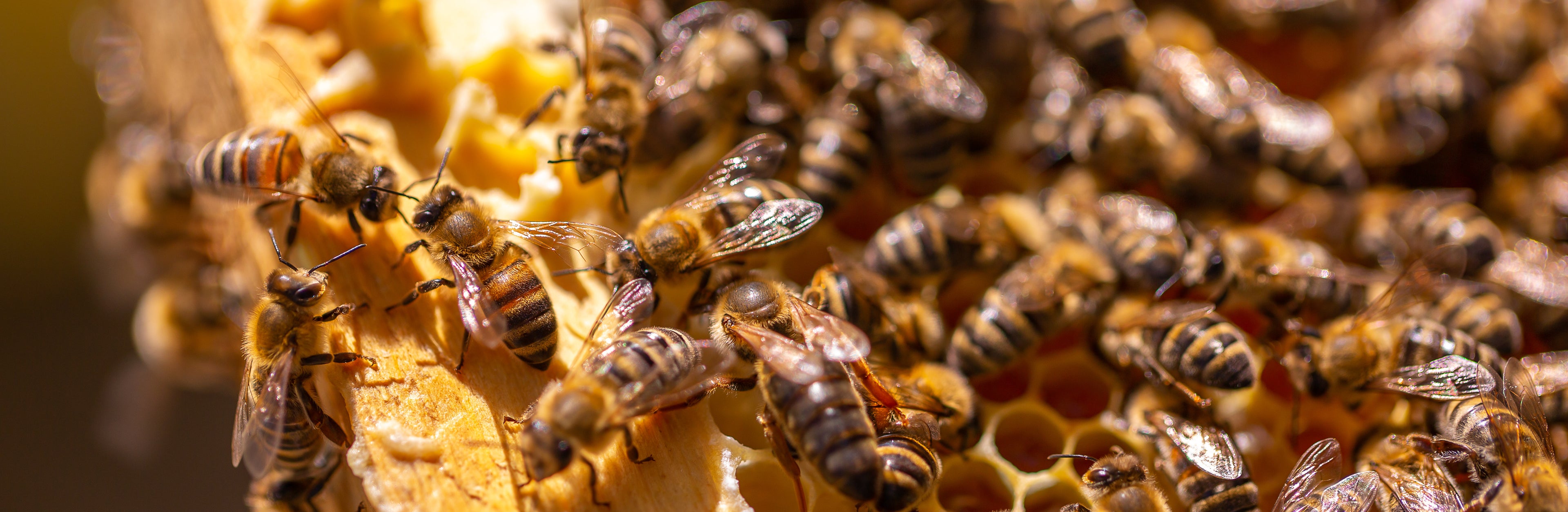 Varroa Hygienic (VSH Pol-Line 2.2) Bee Nuc